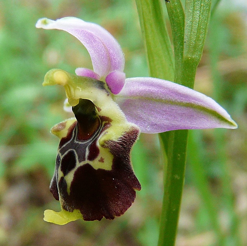 Variabilita'' di Ophrys holosericea (=O. fuciflora)....